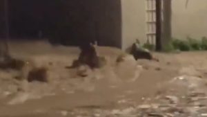 Τυνησία: Σφοδρές πλημμύρες οδήγησαν στον θάνατο τουλάχιστον 4 άτομα – Άνθρωποι παρασύρθηκαν από του χειμάρρους, δείτε βίντεο