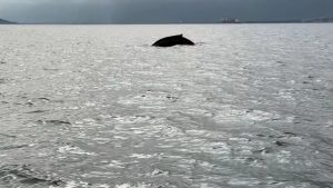 Βόλος: Έκπληξη για ψαράδες – Φάλαινα εντοπίστηκε ανοιχτά της πόλης