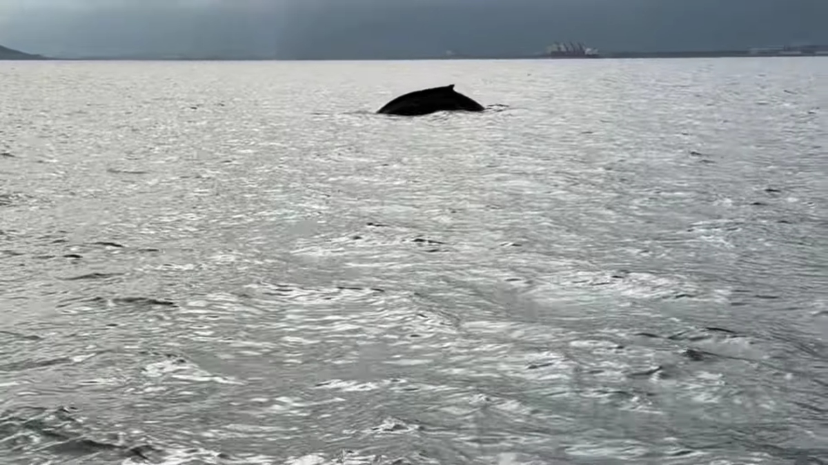 Βόλος: Έκπληξη για ψαράδες – Φάλαινα εντοπίστηκε ανοιχτά της πόλης