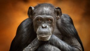 Πέθανε ο θηλυκός AI χιμπατζής «θαύμα» σε ηλικία 49 ετών