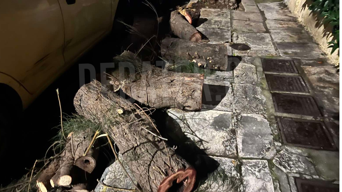 Ταύρος: Παρολίγον τραγωδία στη λαϊκή αγορά από πτώση δέντρου – “Πριν 4 χρόνια είχε πέσει στο ΙΧ μου” (Εικόνες)