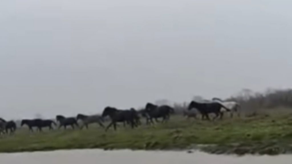Τρομερό στιγμιότυπο στον Έβρο – Αγέλη άγριων αλόγων διασχίζει ποτάμι (Βίντεο)
