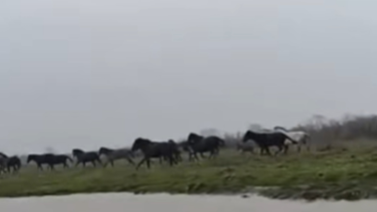 Τρομερό στιγμιότυπο στον Έβρο – Αγέλη άγριων αλόγων διασχίζει ποτάμι (Βίντεο)