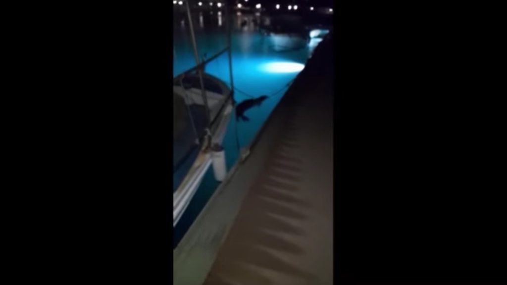 Άστρος: Φώκια εμφανίστηκε κοντά σε πλωτή προβλήτα στο λιμάνι (Βίντεο)