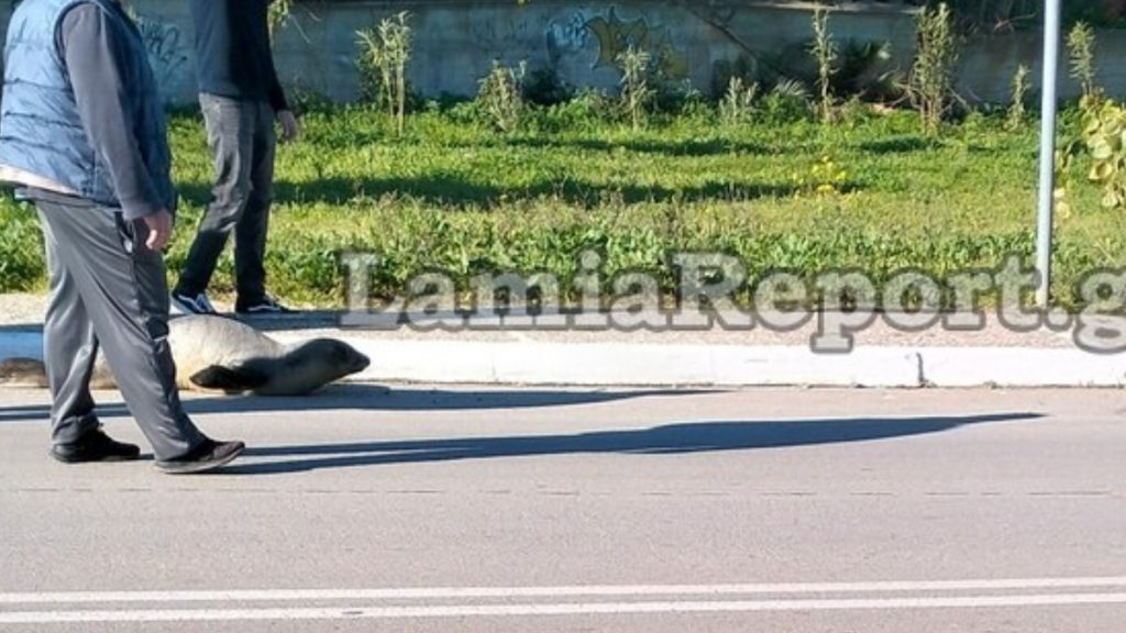 Φθιώτιδα: Φώκια “έκοβε βόλτες” στους δρόμους της Αρκίτσας