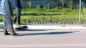 Φθιώτιδα: Φώκια “έκοβε βόλτες” στους δρόμους της Αρκίτσας