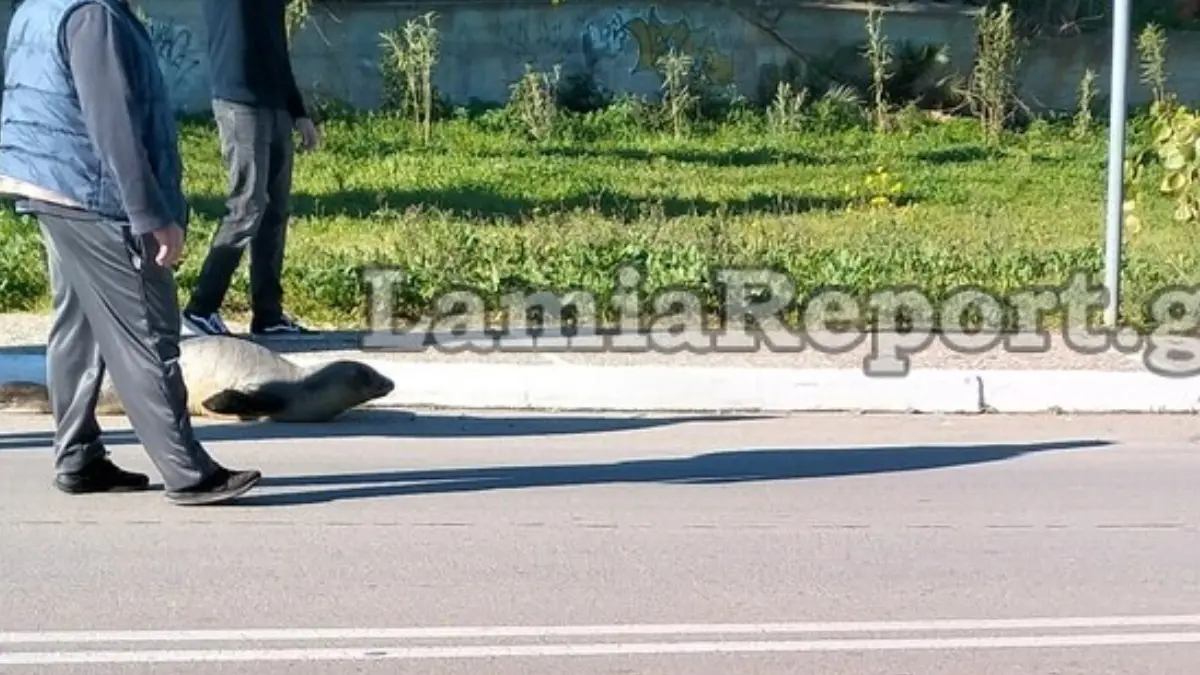 Φθιώτιδα: Φώκια “έκοβε βόλτες” στους δρόμους της Αρκίτσας