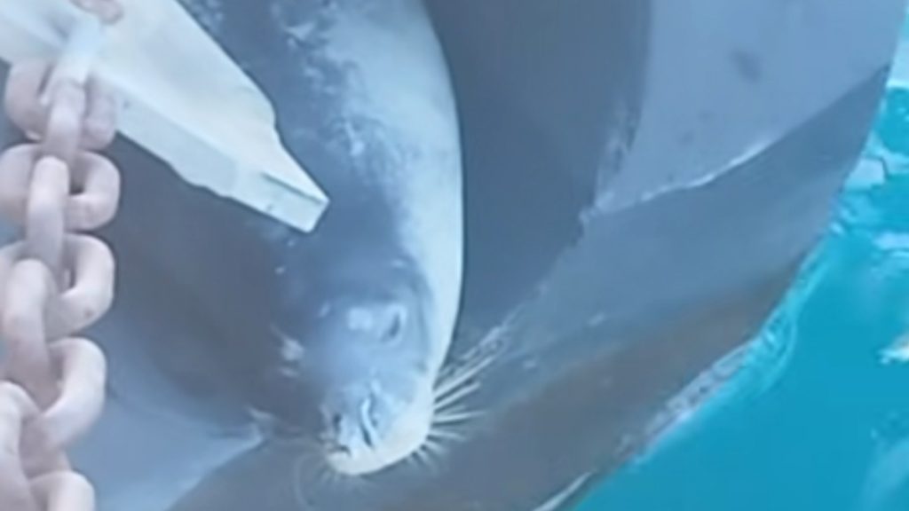 Φώκια πήρε υπνάκο πάνω σε μπαλόνι προβλήτας στο Πέραμα (βίντεο)