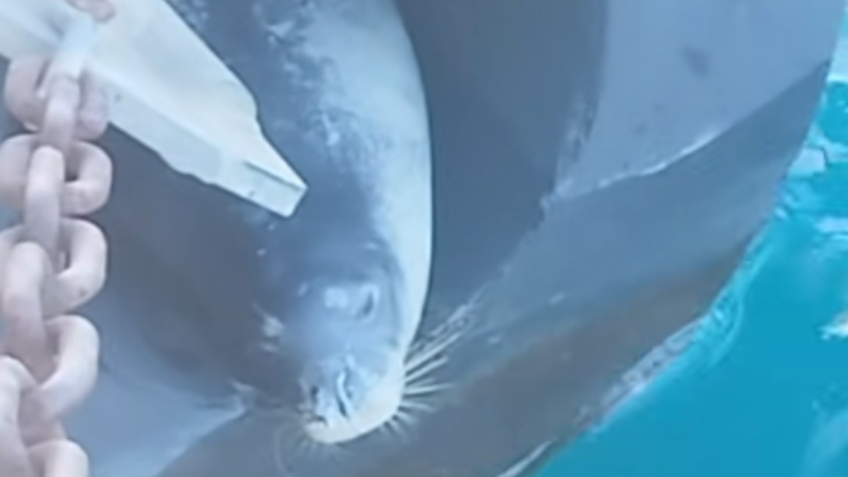 Φώκια πήρε υπνάκο πάνω σε μπαλόνι προβλήτας στο Πέραμα (βίντεο)