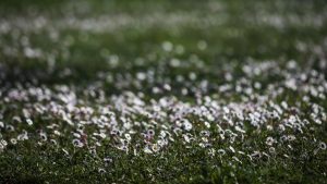 Καιρός: Στα δύο χωρίζεται η χώρα – Άνοιξη στα δυτικά, ψύχρα στα ανατολικά