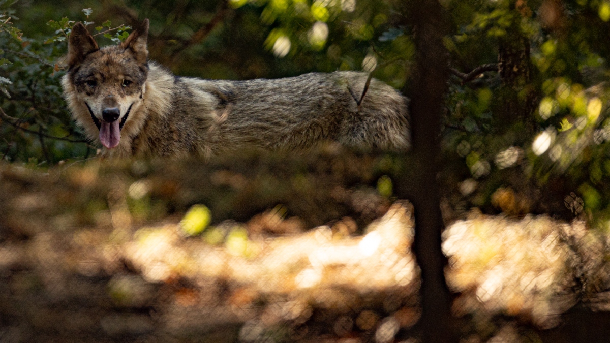 Τατόι: “Με δάγκωσε και με έγδαρε στη μέση” – Συγκλονίζει η περιγραφή του άνδρα που δέχτηκε επίθεση από λύκο