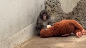 Το αδιαχώρητο στον ζωολογικό κήπο για το μαϊμουδάκι που “έλιωσε” όλο το ίντερνετ (βίντεο)