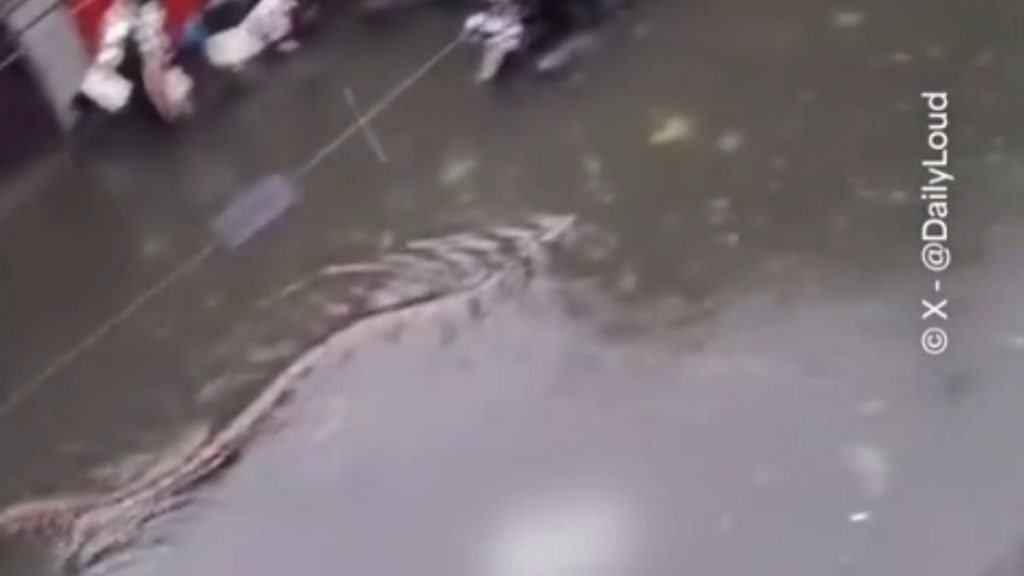 Σοβαρές πλημμύρες στο Μπαλί: Πύθωνας σε πλημμυρισμένο δρόμο και τουρίστρια δείχνει το δωμάτιό της πριν και μετά (βίντεο)