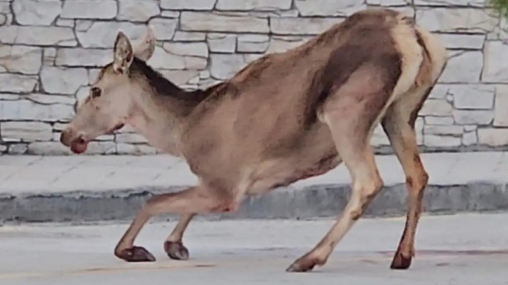 Πάρνηθα: Τραυματισμένο ελάφι εντοπίστηκε στο πάρκινγκ του τελεφερίκ