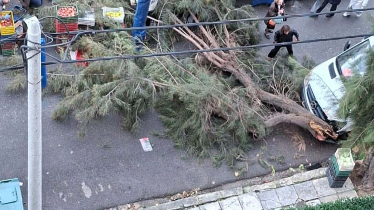 Πειραιάς: Δέντρο έπεσε σε λαϊκή αγορά – Από τύχη δεν υπήρξαν τραυματισμοί (Εικόνα & Βίντεο)