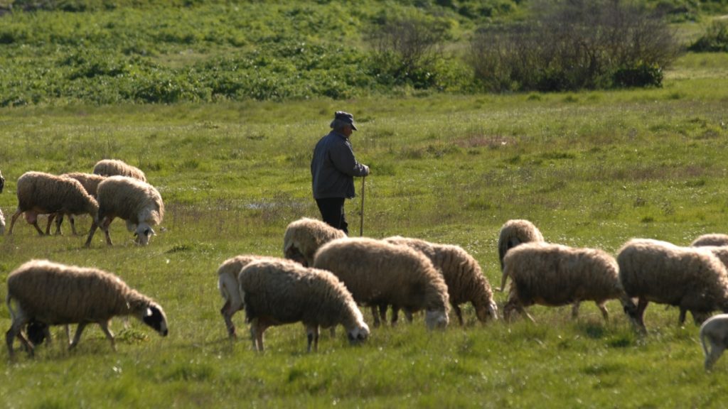 Συνελήφθησαν τέσσερα άτομα σε Ελασσόνα, Τύρναβο και Φάρσαλα για παραβίαση μέτρων κατά της ευλογιάς των αιγοπροβάτων
