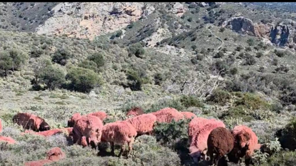 Κρήτη: Κτηνοτρόφος έβαψε τα πρόβατά του κόκκινα για να μην του τα κλέψουν (βίντεο)