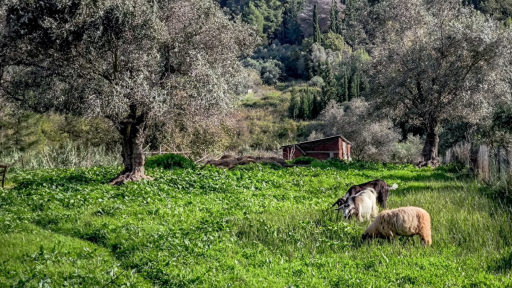 Διευκρινίσεις της ΑΑΔΕ για τις πληρωμές των κτηνοτρόφων το 2025