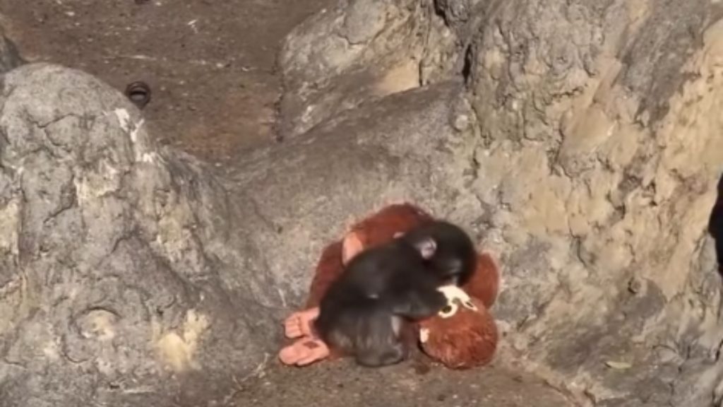 Άλλο ένα στιγμιότυπο με το μαϊμουδάκι Punch που θα σε κάνει να λιώσεις (βίντεο)