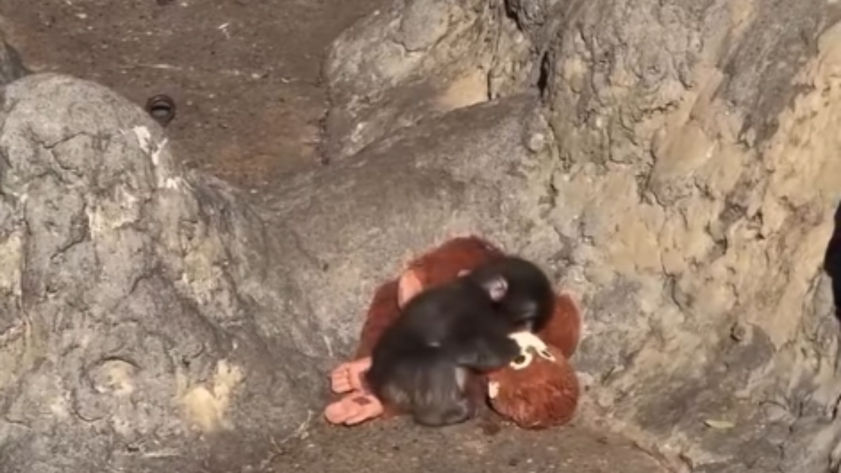 Άλλο ένα στιγμιότυπο με το μαϊμουδάκι Punch που θα σε κάνει να λιώσεις (βίντεο)