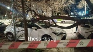 Στο έλεος του Βαρδάρη η Θεσσαλονίκη: Οι άνεμοι ξερίζωσαν δέντρα κι έπεσαν πάνω σε αυτοκίνητα (φωτογραφίες)