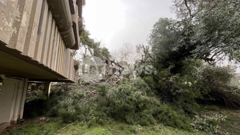 Δεκάδες πτώσεις δέντρων στην Αττική – Τεράστιο πεύκο απείλησε πολυκατοικία