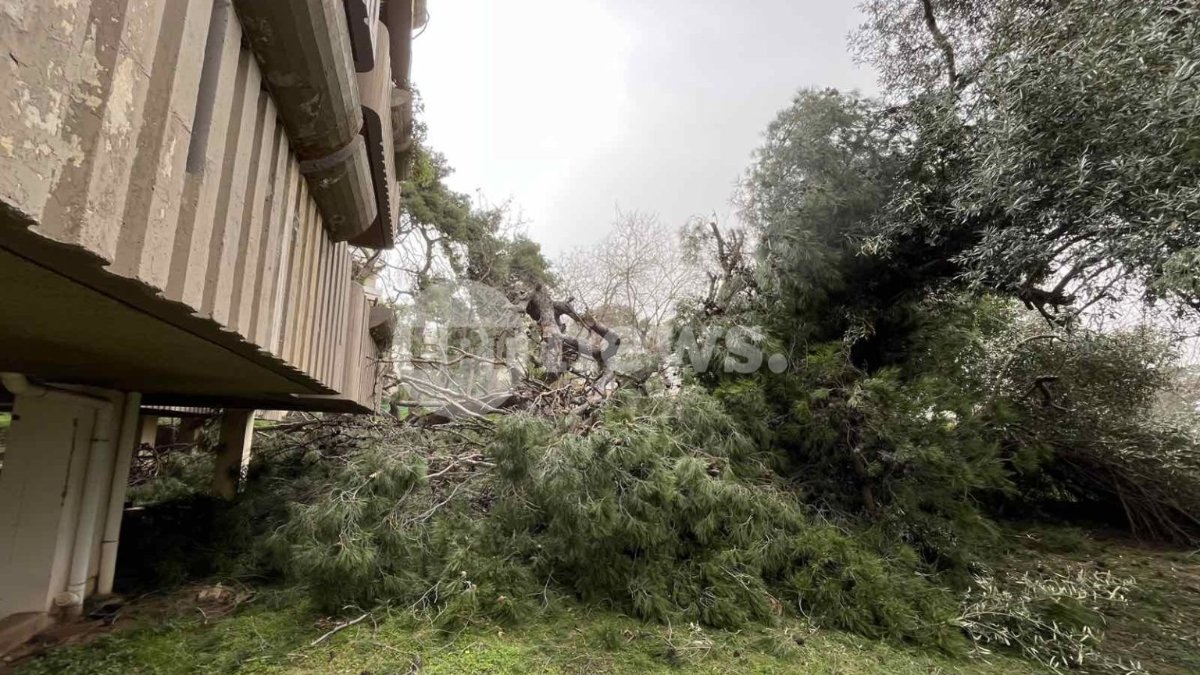 Δεκάδες πτώσεις δέντρων στην Αττική – Τεράστιο πεύκο απείλησε πολυκατοικία