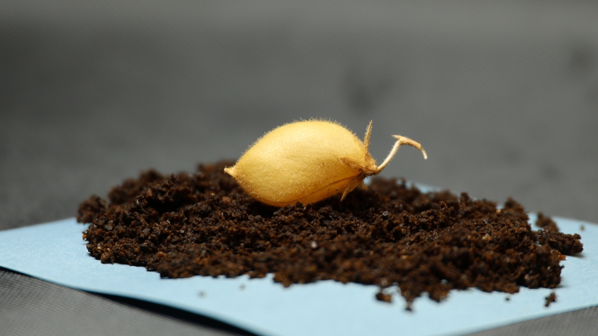 Τι θα τρώνε οι μελλοντικοί εξερευνητές της Σελήνης; Πιθανόν… ρεβύθια