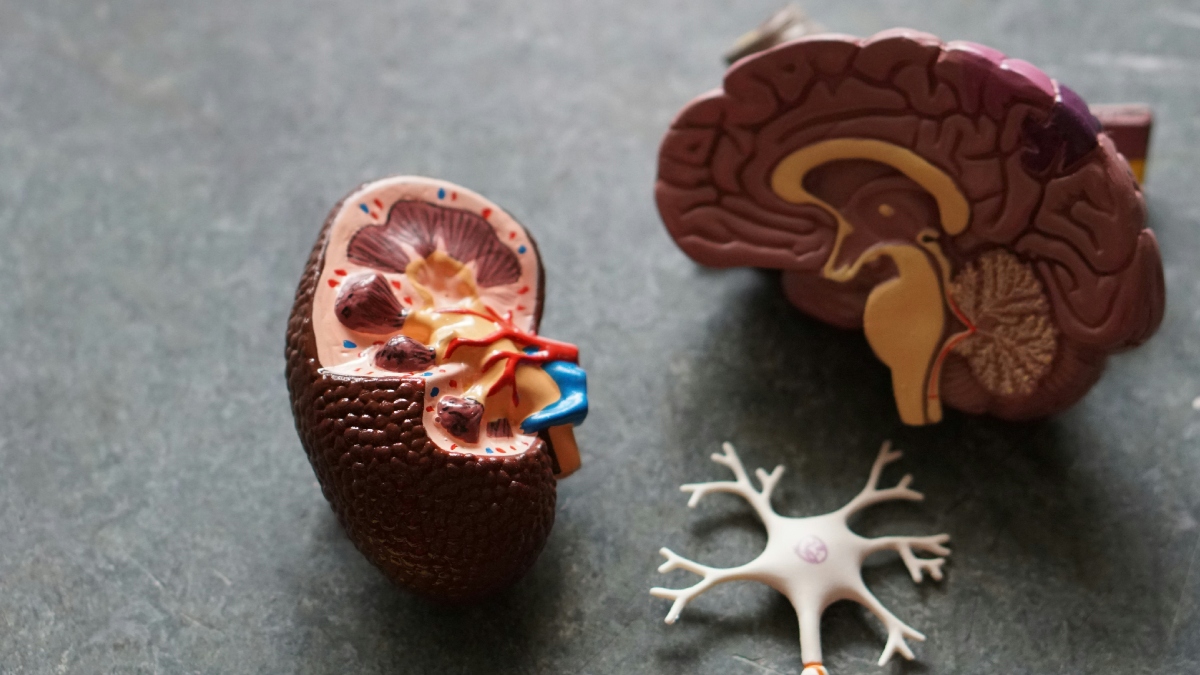 Παγκόσμια Ημέρα Νεφρού: Eπηρεάζει περίπου 1.000.000 ενήλικου πληθυσμού στην Ελλάδα