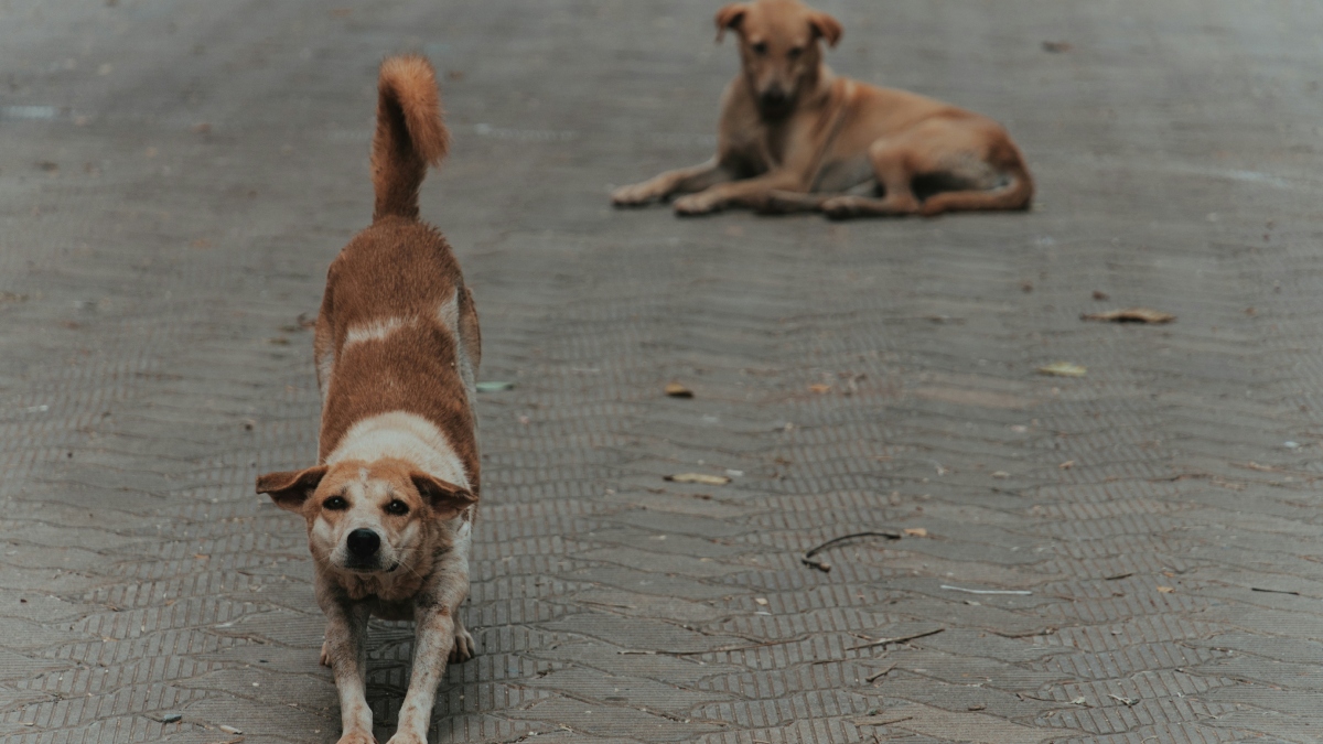 Κατερίνη: Παραμένει στη ΜΕΘ η Γερμανίδα τουρίστρια ύστερα από την επίθεση αγέλης αδέσποτων σκύλων