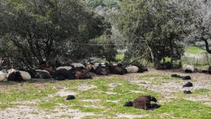 Αφθώδης πυρετός: SOS από τους κτηνοτρόφους της Λέσβου – “Άμεση παρέμβαση, για να μην καταστραφούμε ολοσχερώς”