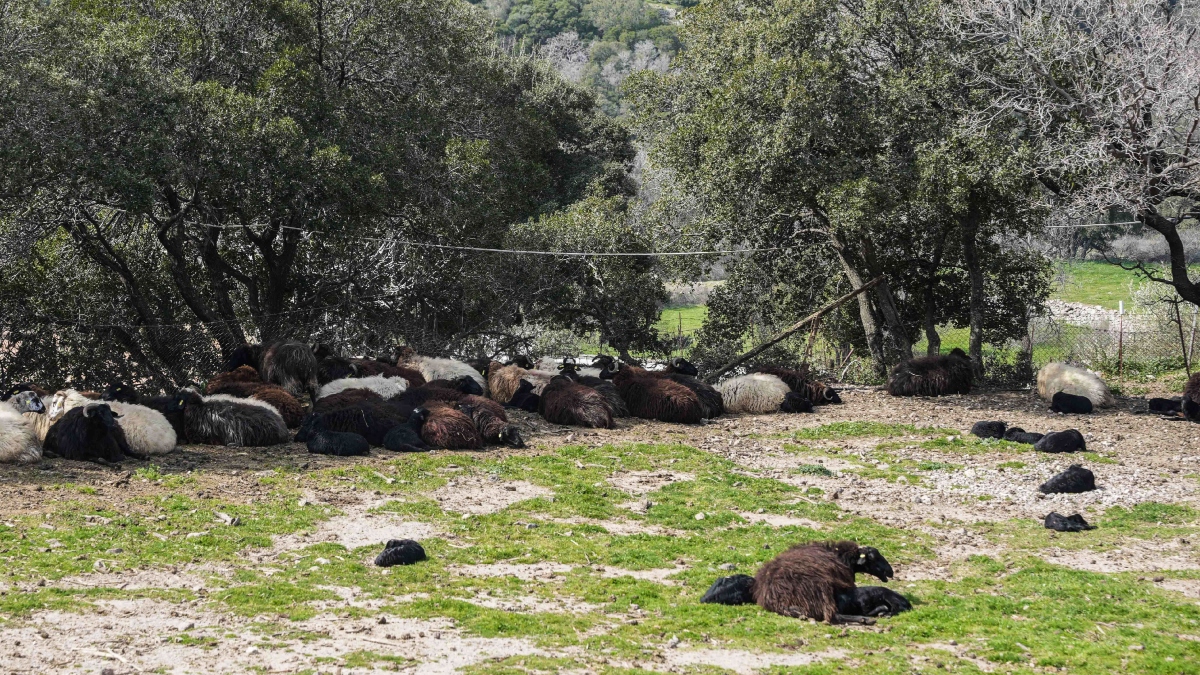 Αφθώδης πυρετός: SOS από τους κτηνοτρόφους της Λέσβου – “Άμεση παρέμβαση, για να μην καταστραφούμε ολοσχερώς”