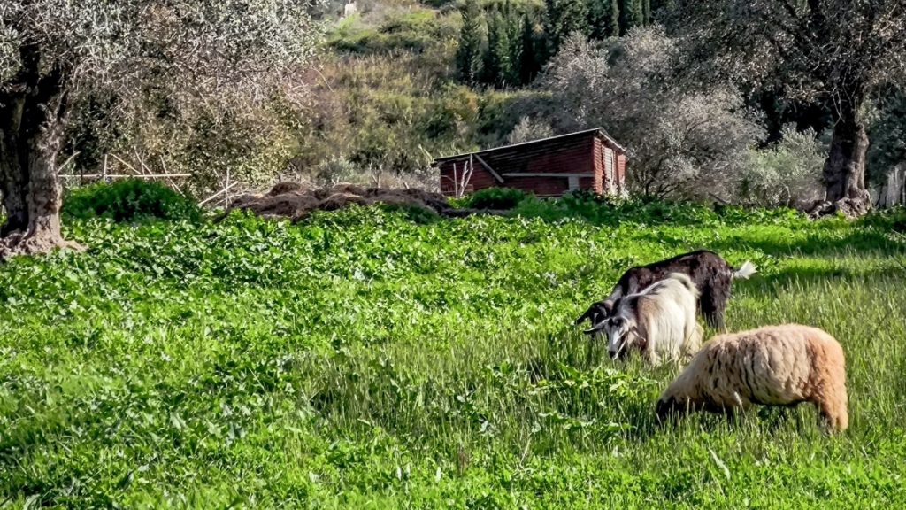 Λέσβος: Εξαπλώνεται ο αφθώδης πυρετός στις εκτροφές – Στα 17 τα κρούσματα, επιβεβαιώθηκαν ακόμα 4