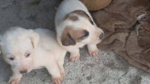 Φρίκη στην Αμαλιάδα: Έκλεισαν σε τσουβάλια εννιά κουτάβια και τα πέταξαν σε λίμνη