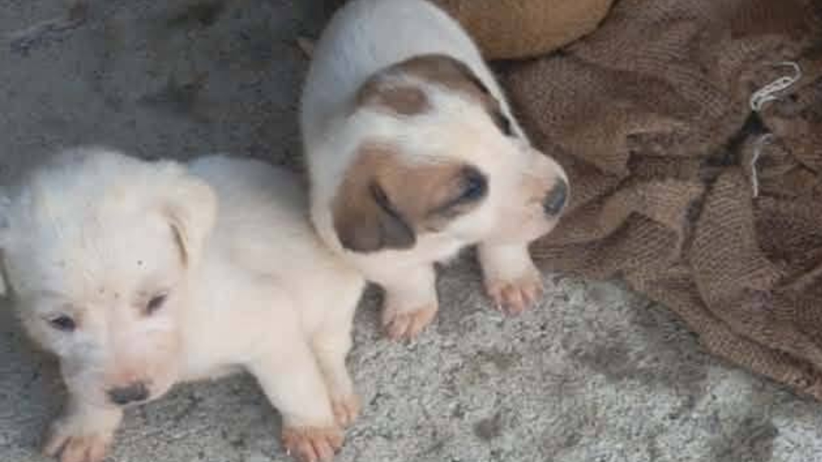 Φρίκη στην Αμαλιάδα: Έκλεισαν σε τσουβάλια εννιά κουτάβια και τα πέταξαν σε λίμνη