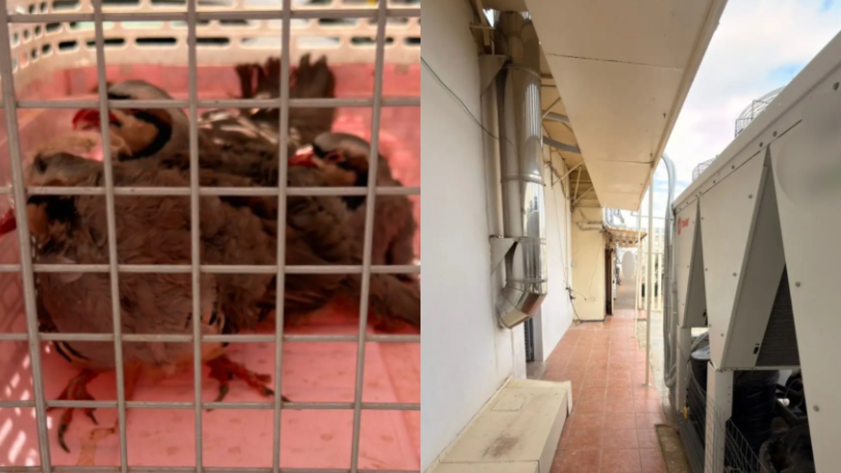 Αμπελόκηποι: Η στιγμή που απομακρύνονται κατσίκια και κότες από ταράτσα πολυώροφου κτιρίου – Η καταγγελία για την παράνομη στάνη