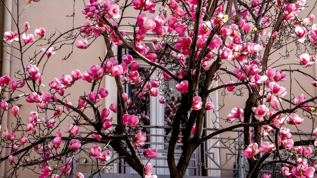 Καιρός αύριο: Συνεχίζεται το ανοιξιάτικο σκηνικό – Στους 19 βαθμούς η θερμοκρασία