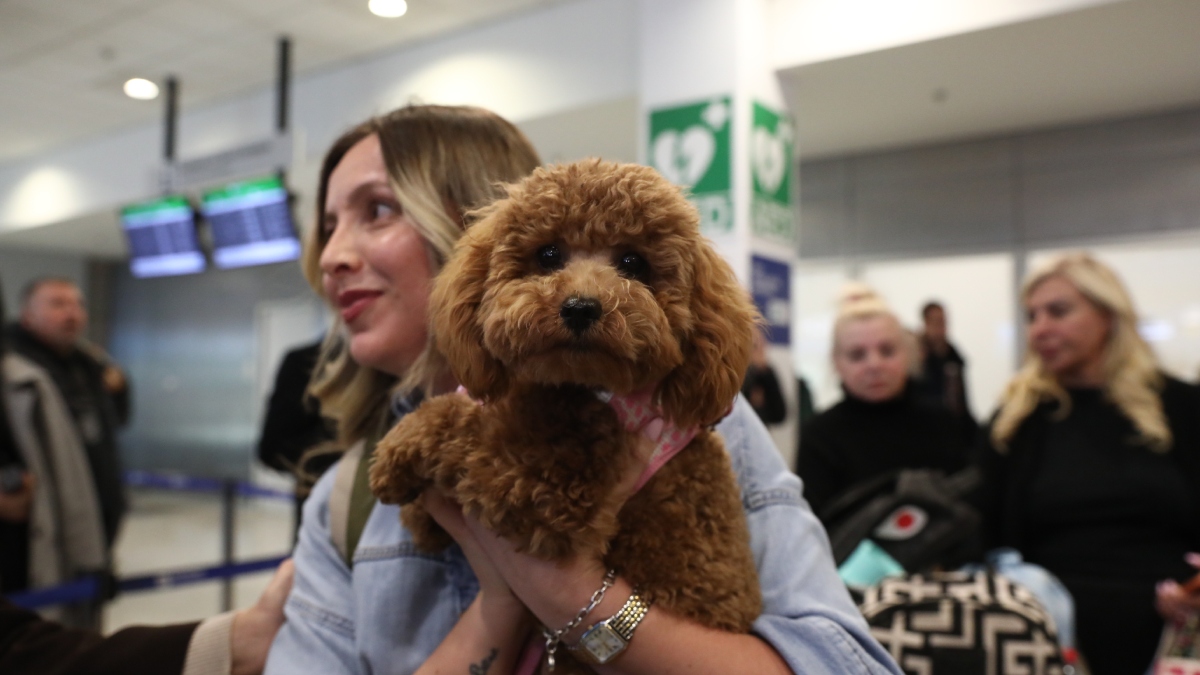 Επαναπατρίστηκαν 101 Έλληνες με τα κατοικίδιά τους από χώρες της Μέσης Ανατολής (Εικόνες)