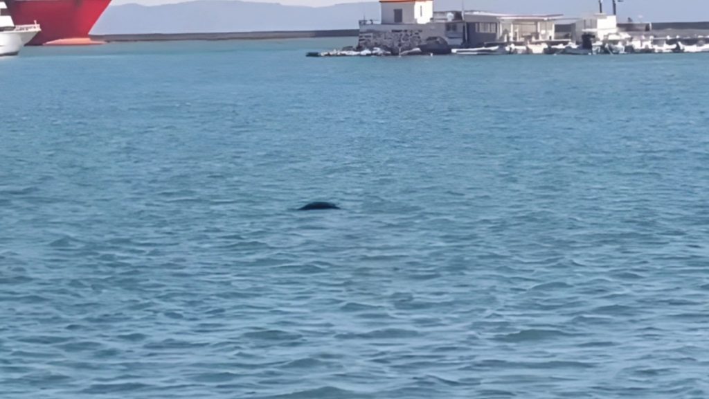 Μυτιλήνη: Φώκια εμφανίστηκε στο λιμάνι νησιού – Προκάλεσε ενθουσιασμό σε περαστικούς και επισκέπτες (Βίντεο)