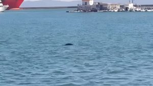 Μυτιλήνη: Φώκια εμφανίστηκε στο λιμάνι νησιού – Προκάλεσε ενθουσιασμό σε περαστικούς και επισκέπτες (Βίντεο)