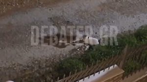 Αλεπού εναντίον γάτας: Νίκη στον Παρνασσό – “Ρεβάνς” στη Σαλαμίνα (βίντεο)