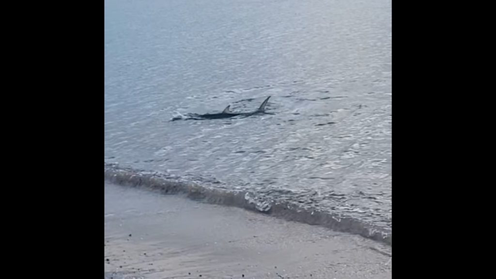 Καρχαριοειδές εμφανίστηκε να κολυμπάει κοντά στην ακτή στο Καβούρι – Δείτε βίντεο