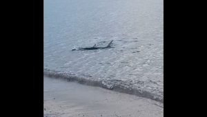 Καρχαριοειδές εμφανίστηκε να κολυμπάει κοντά στην ακτή στο Καβούρι – Δείτε βίντεο