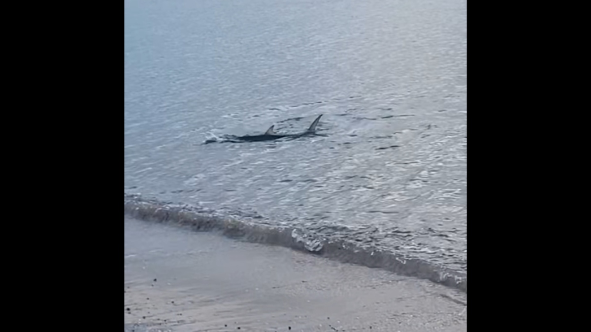 Καρχαριοειδές εμφανίστηκε να κολυμπάει κοντά στην ακτή στο Καβούρι – Δείτε βίντεο