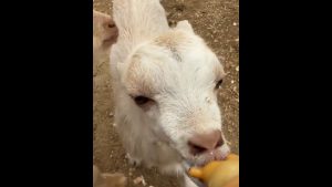 Δείτε πώς είναι σήμερα τα κατσικάκια που διασώθηκαν με την μητέρα τους από την Αθηνών – Σουνίου (βίντεο)