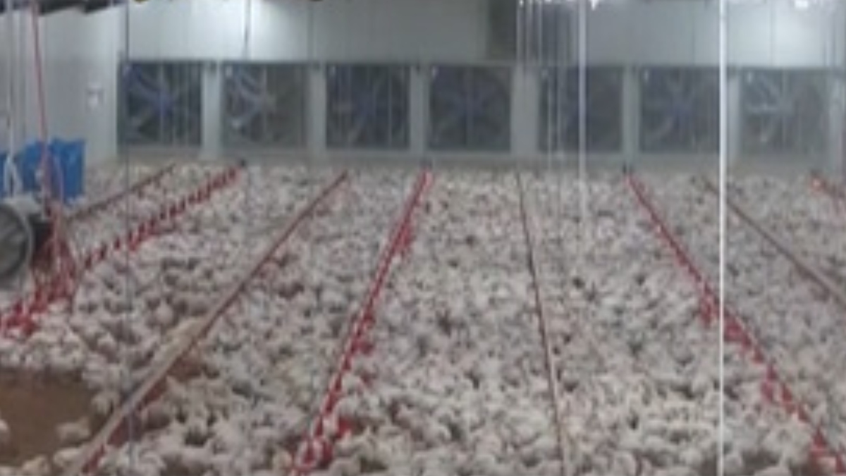 Η στιγμή του σεισμού από κάμερα πτηνοτροφείου στα Ιωάννινα (βίντεο)