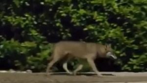 Θρακομακεδόνες: Λύκος βρέθηκε κοντά σε σπίτια – Ανάστατοι οι κάτοικοι (Βίντεο)