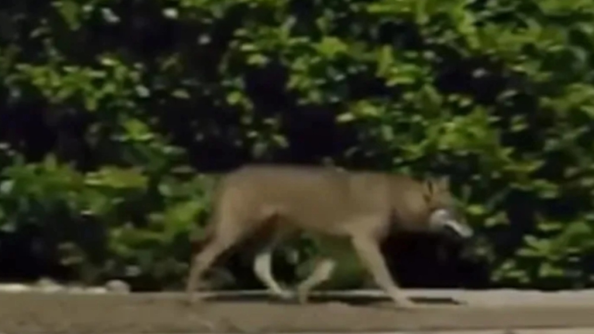 Θρακομακεδόνες: Λύκος βρέθηκε κοντά σε σπίτια – Ανάστατοι οι κάτοικοι (Βίντεο)