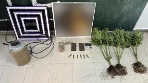 Νίκαια: Συνελήφθη 48χρονος που καλλιεργούσε δενδρύλλια κάνναβης