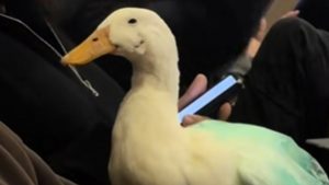 Φοιτητής στην Κύπρο πήγε την… πάπια του βόλτα στο πανεπιστήμιο (βίντεο)